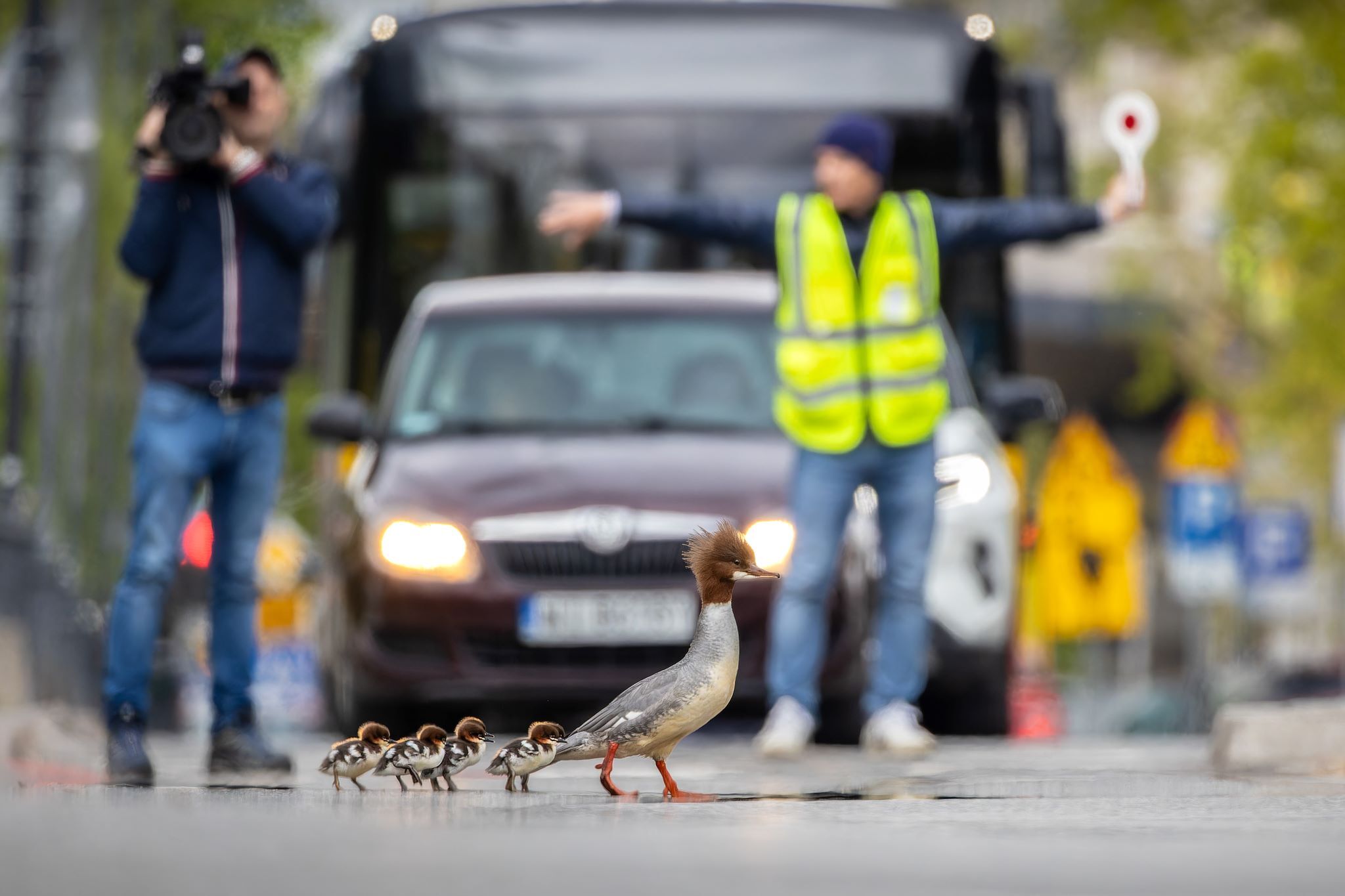 Bird Photographer of the Year