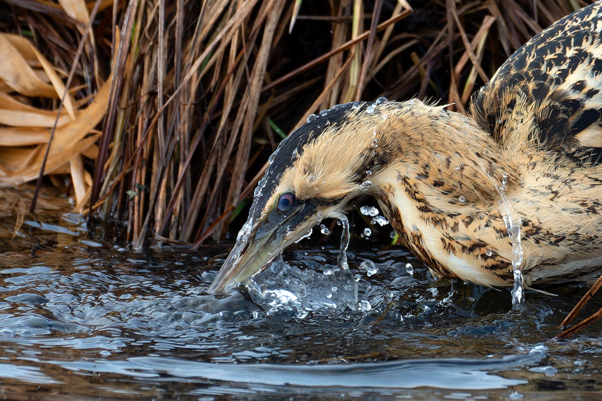 Bird Photographer of the Year