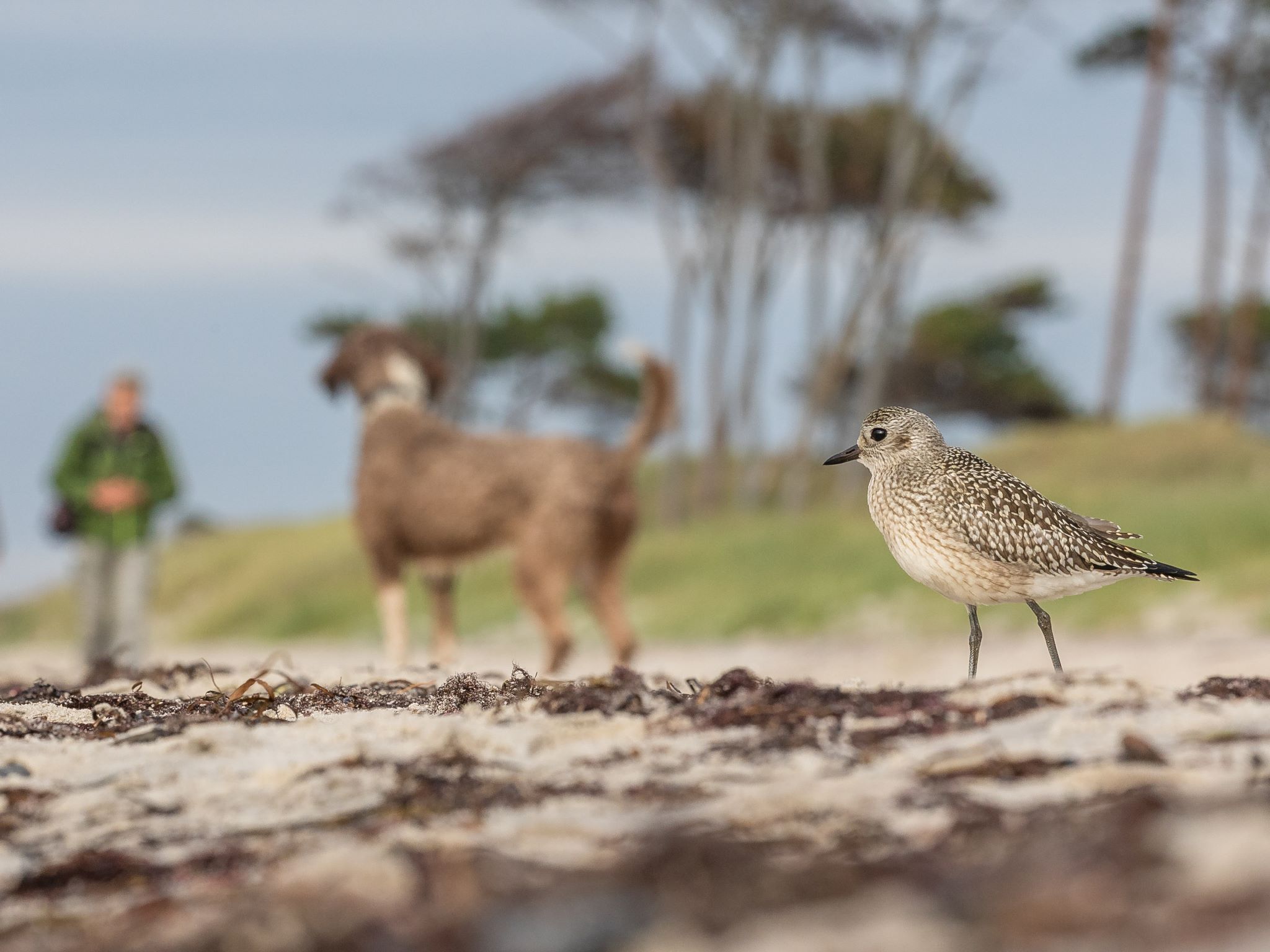 Bird Photographer of the Year