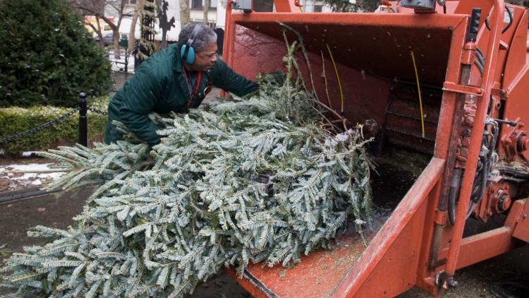 NYC Christmas tree recycle