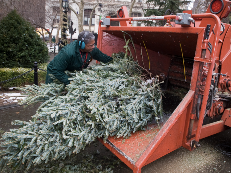 How to recycle your Christmas tree in NYC