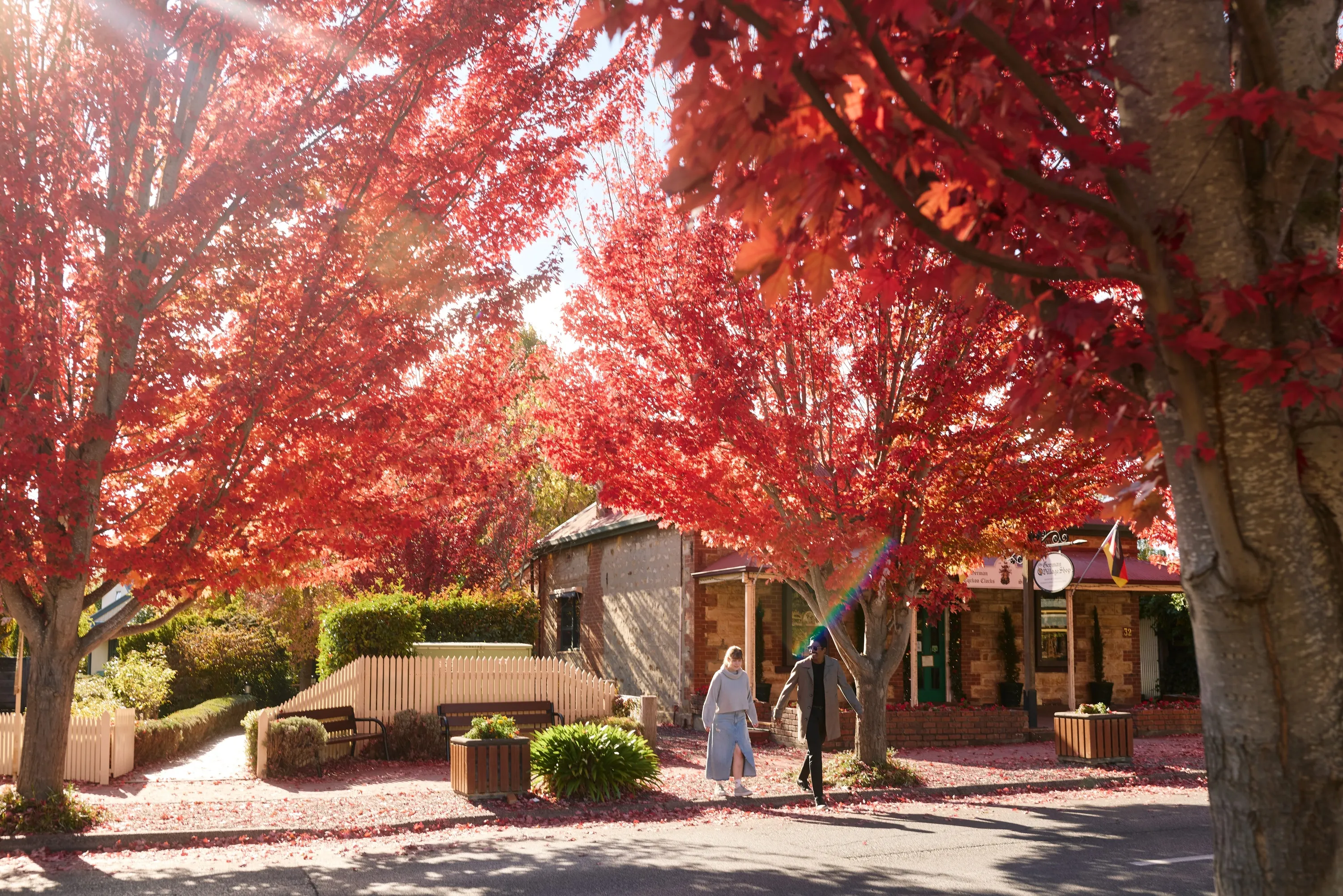 Street with autumn trees