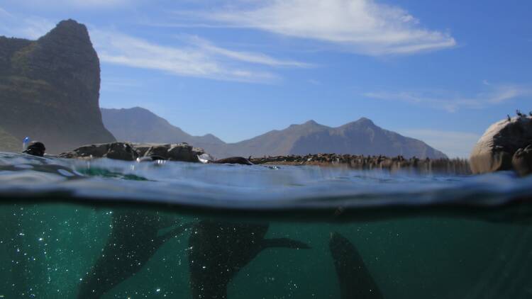 Snorkel with seals