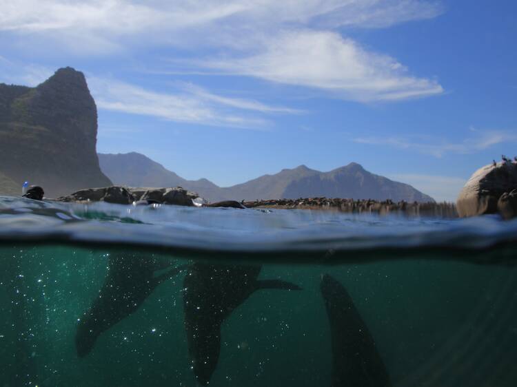 Snorkel with seals