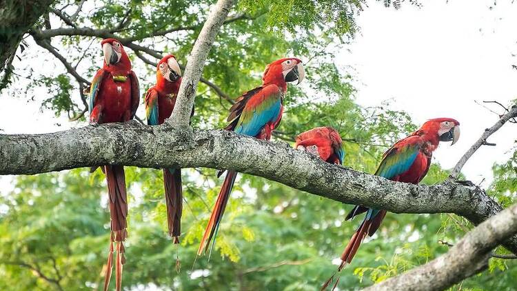 Guided Tour of the Ecopark