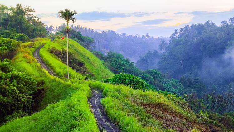 Campuhan Ridge Walk, Bali