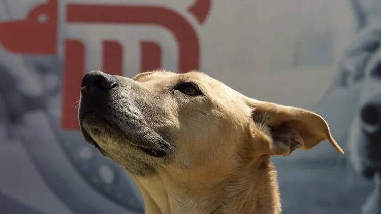 Comida de perro