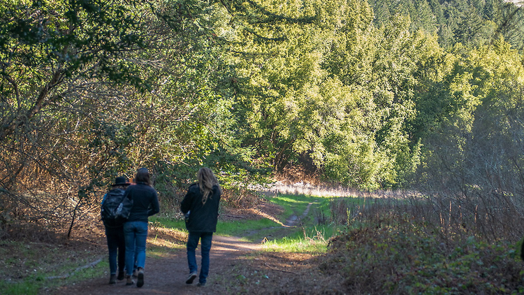 Roy's Redwoods