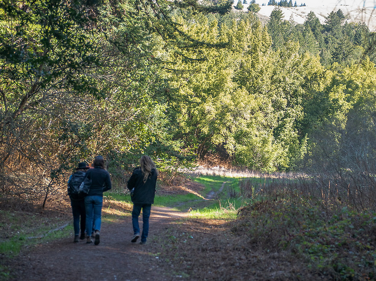 This gorgeous redwood preserve just reopened in Marin County