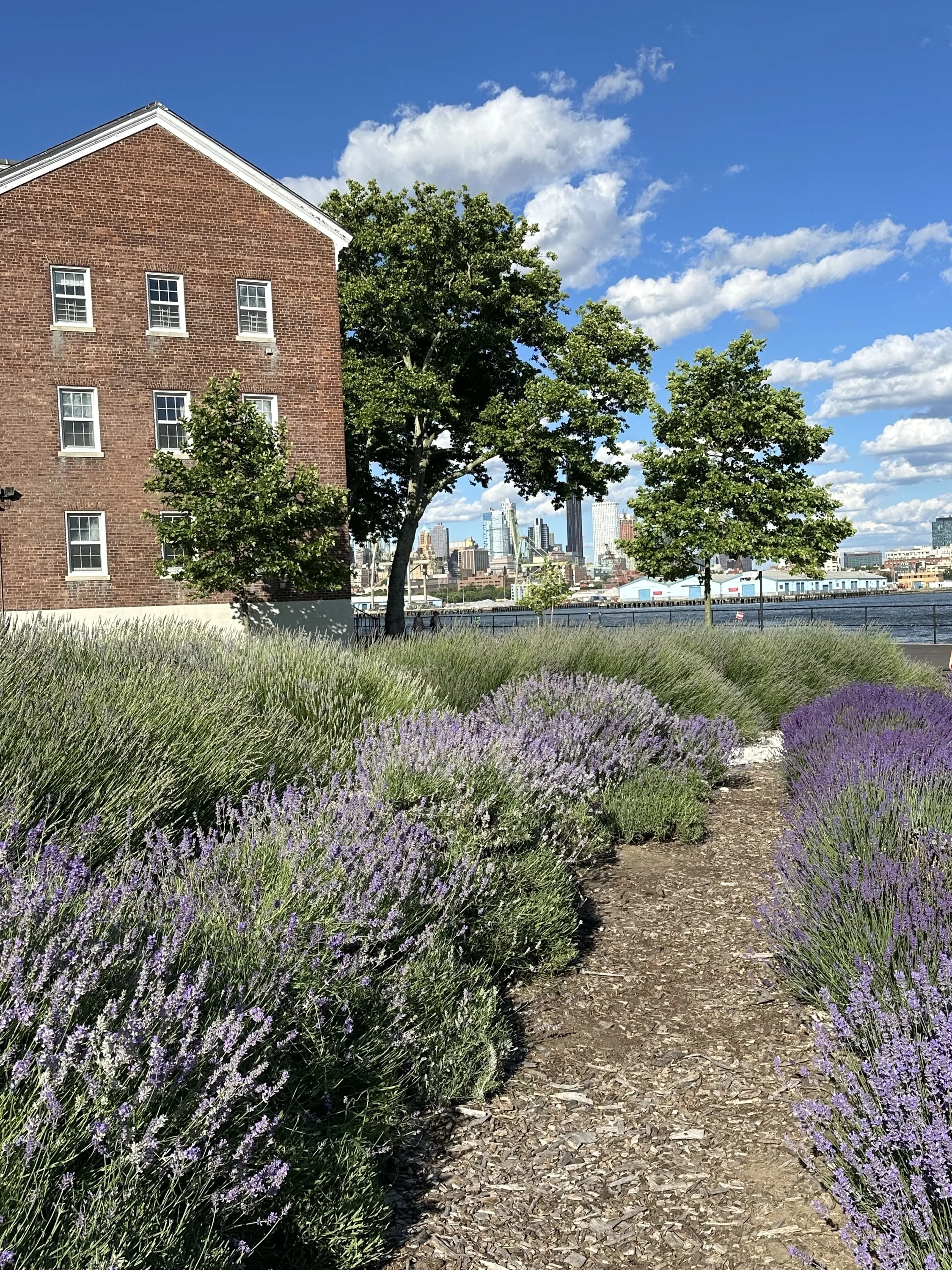 A lavender field on Governors Island.