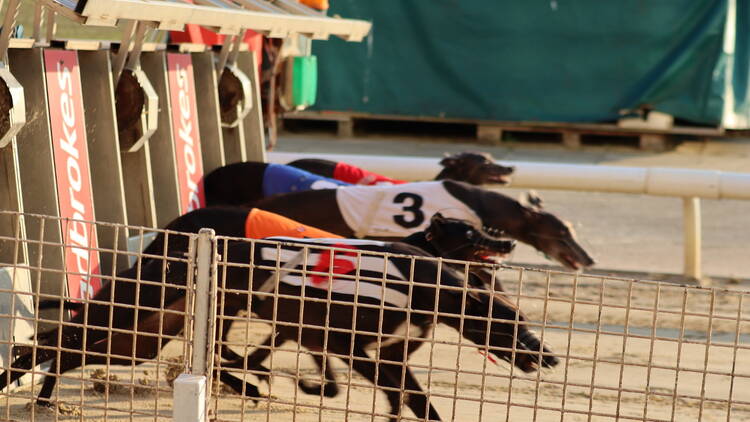 Greyhounds at the start of a race 