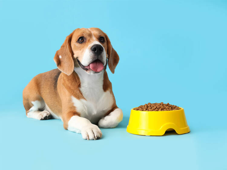 Perro posando con plato de comida