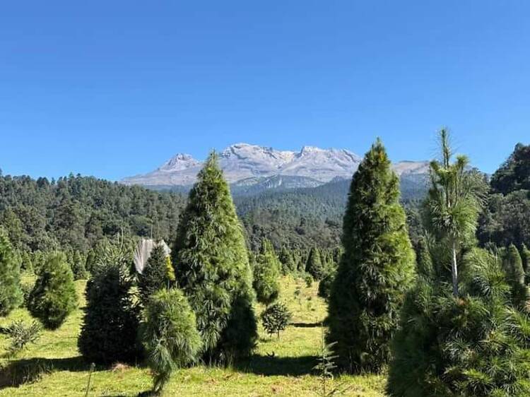 Árboles de Navidad en Rancho La Mesa con volcán Popocatépetl de fondo