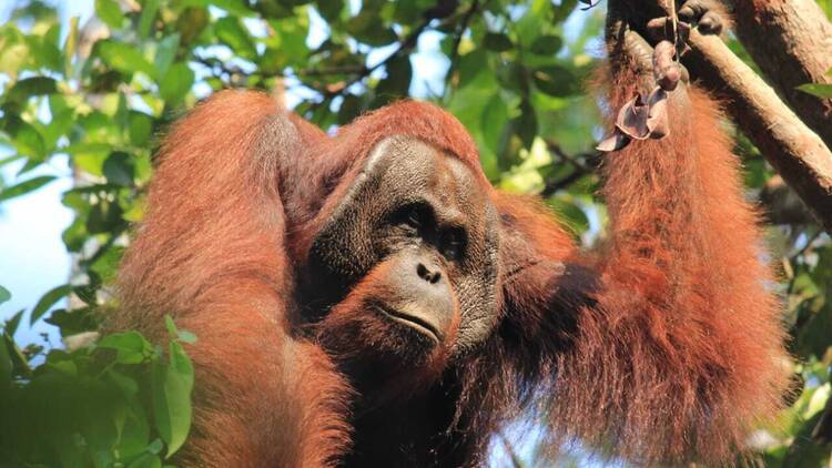 Rimba Orangutan Ecolodge Borneo