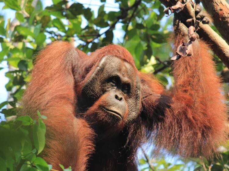 Rimba Orangutan Ecolodge Borneo