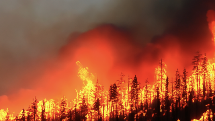 Palisades wildfires in Los Angeles