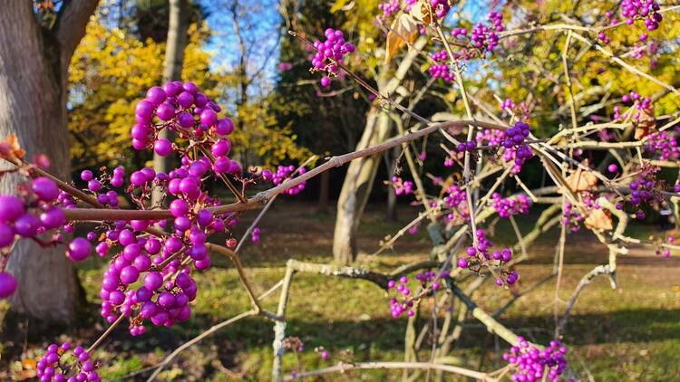 Explore the beautiful Capel Manor Gardens