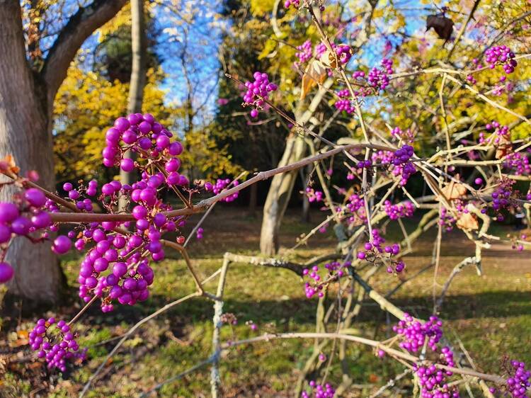 Explore the beautiful Capel Manor Gardens