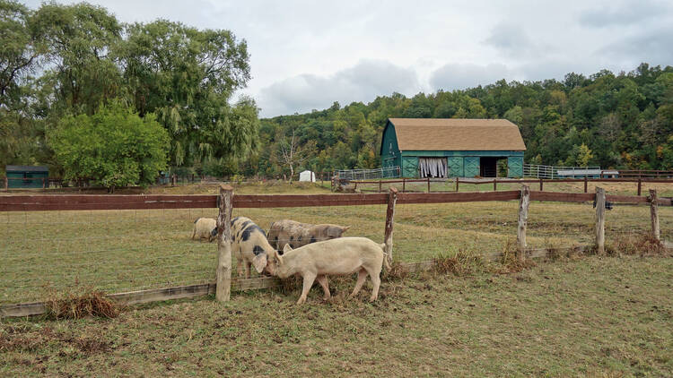 Catskill Animal Sanctuary