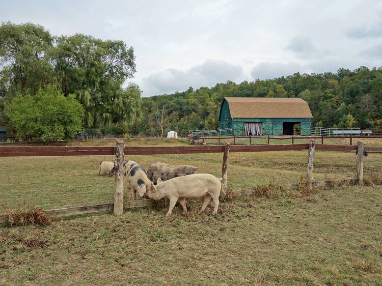 Catskill Animal Sanctuary