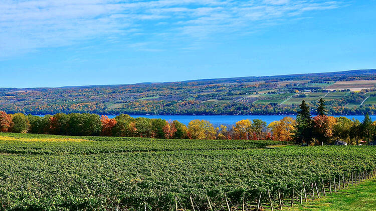 Seneca Lake Wine Trail