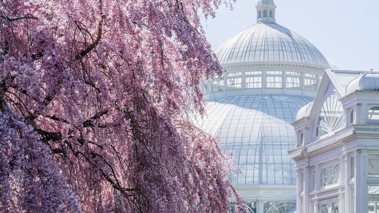 A cherry tree outside of the conservatory at New York Botanical Garden.