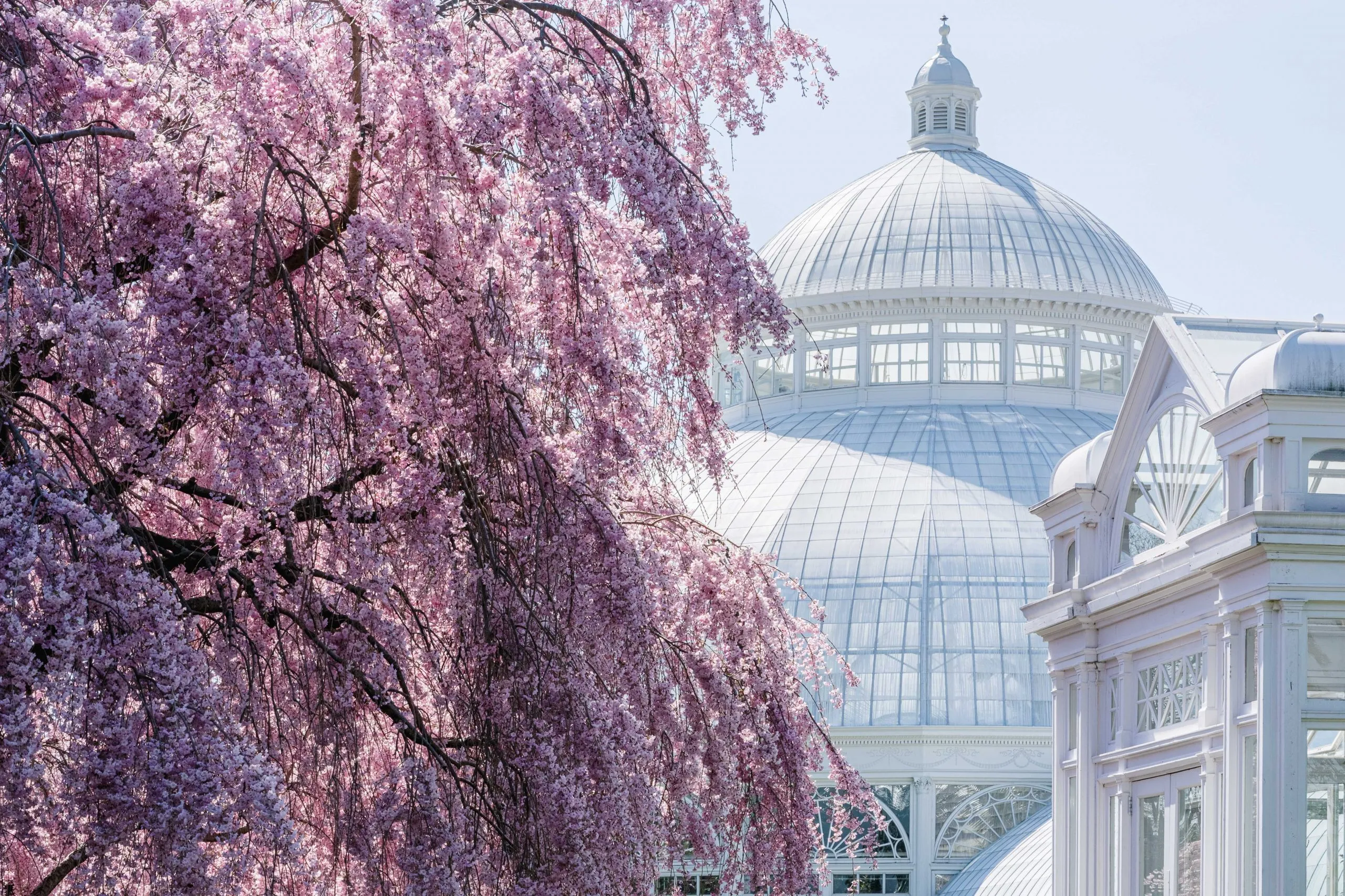 A cherry tree outside of the conservatory at New York Botanical Garden.