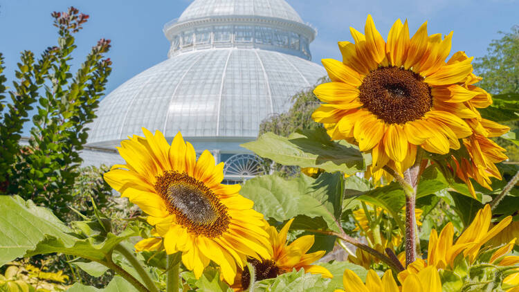 Bright yellow sunflowers in front of the conservatory at New York Botanical Garden.