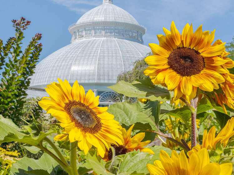 A flower show inspired by van Gogh's art is coming to the Bronx this spring