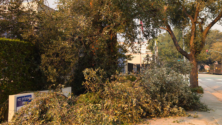 Wind damage in Pasadena