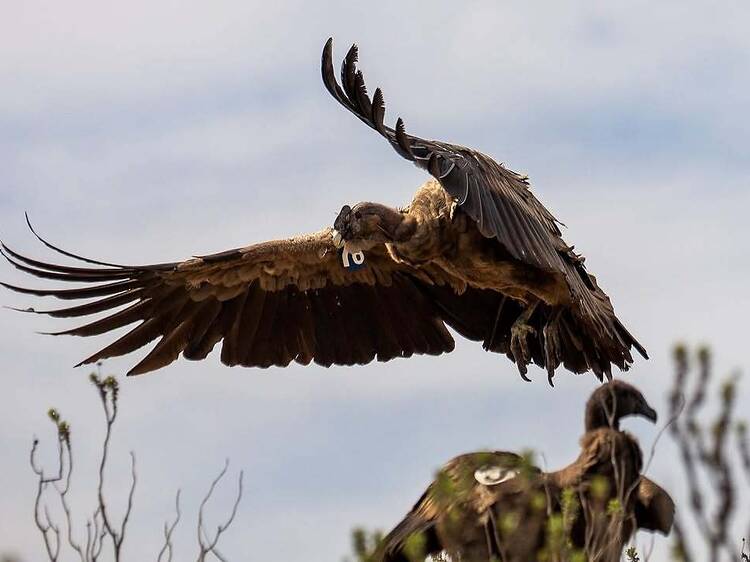 Birdwatching at Ecopark Palermo