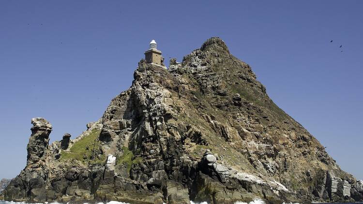 Take a marine safari in False Bay