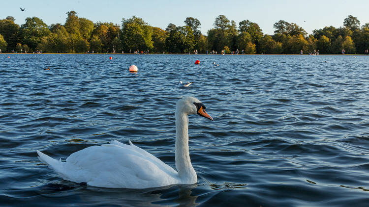 Take a pedalo out on the Serpentine