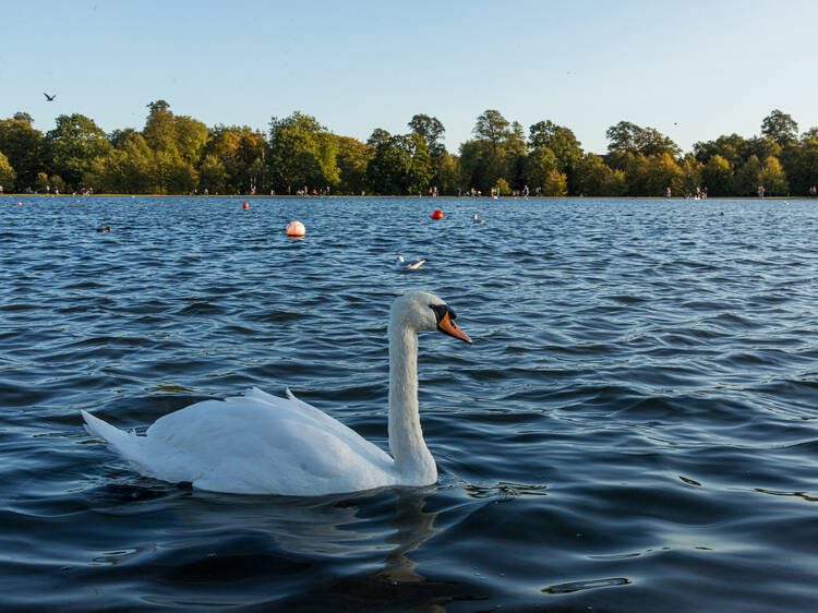 Take a pedalo out on the Serpentine