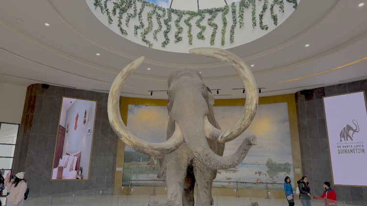 Museo del Mamut en Santa Lucía 