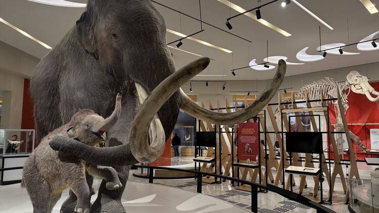 Museo del Mamut en Santa Lucía 