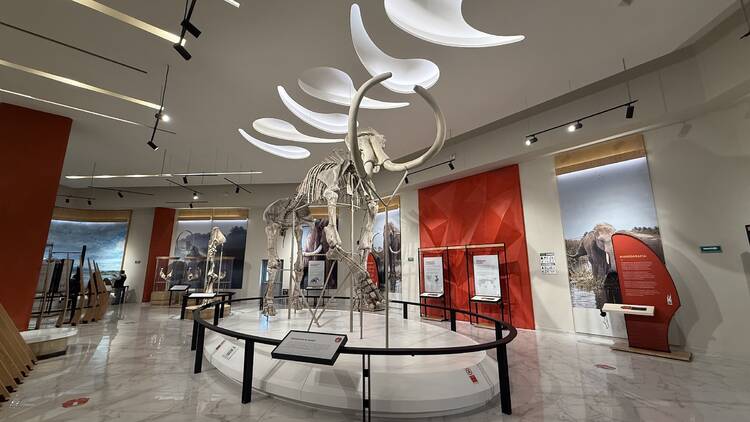 Museo del Mamut en Santa Lucía 