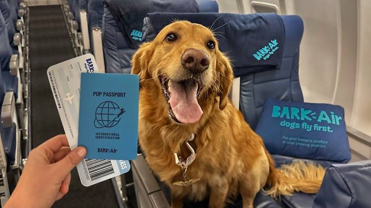 A golden retriever on Bark Air