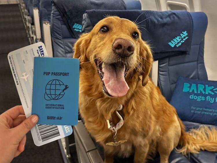 This new airline for dogs and their humans is flying from NYC to Miami