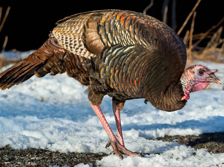 Gigantic turkeys spotted in Montreal: How to coexist with these wild birds