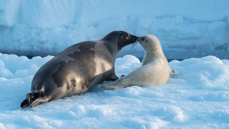 Arctic 3D: Our Frozen Planet