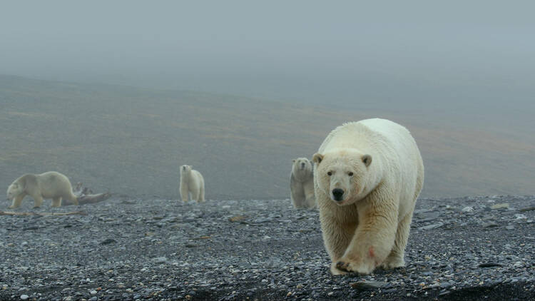 Arctic 3D: Our Frozen Planet