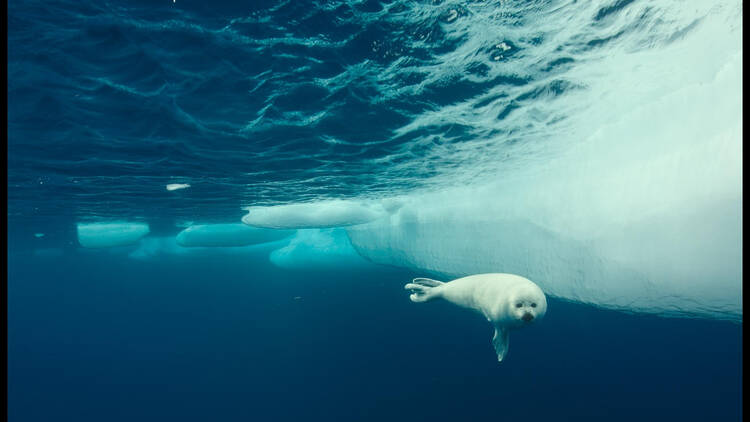 Arctic 3D: Our Frozen Planet