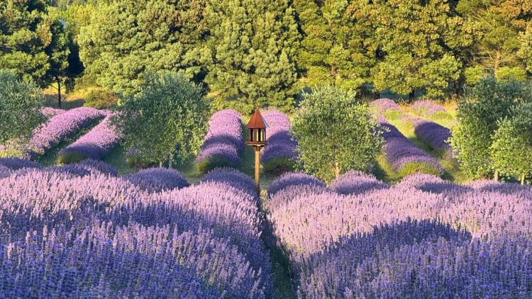 Lavender bushes with lush green trees in the background