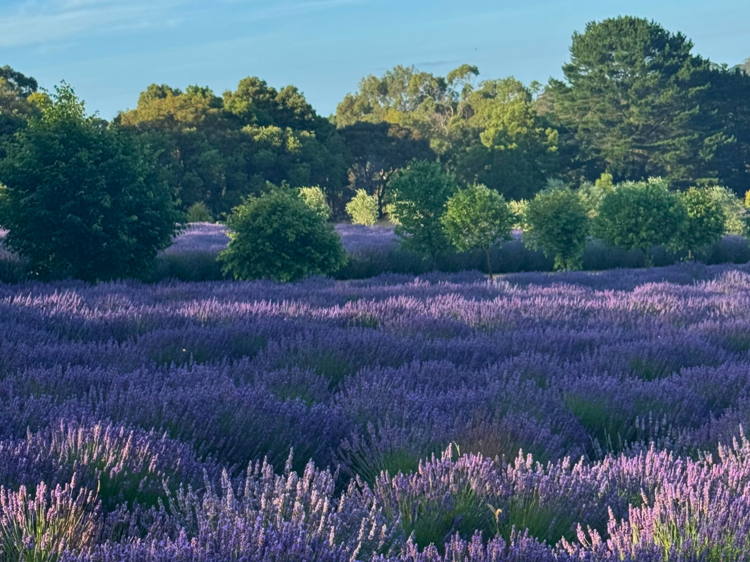 Lavender fields in and around Melbourne