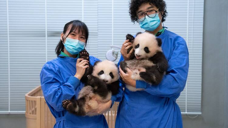 Hong Kong baby panda twin cubs