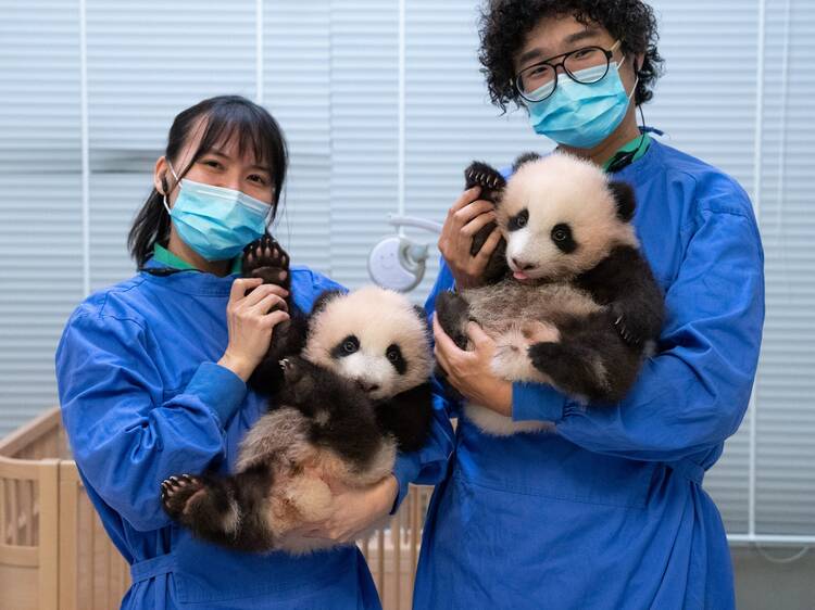 Hong Kong’s giant panda twins can meet the public in February