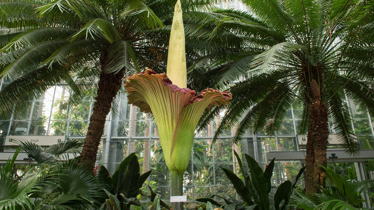 A Corpse Flower blooms at the New York Botanical Garden's Haupt Conservatory