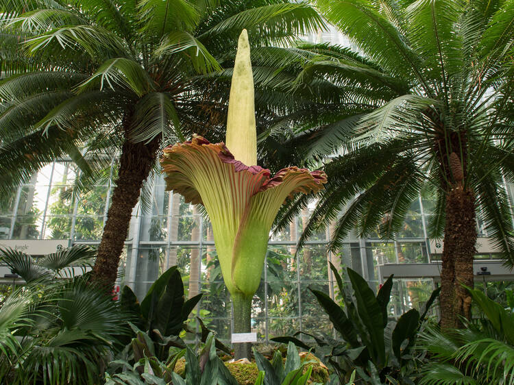 A rare giant ‘Corpse Flower’ is about to bloom at Sydney’s Royal Botanic Gardens