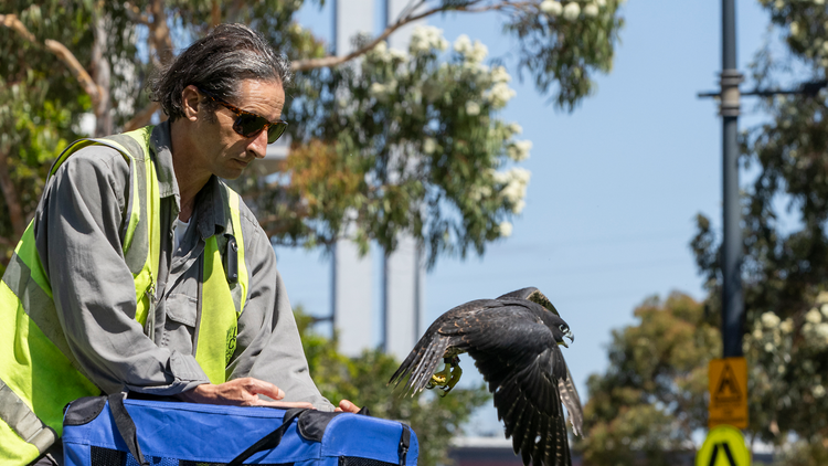 A person releasing a bird into the air. 